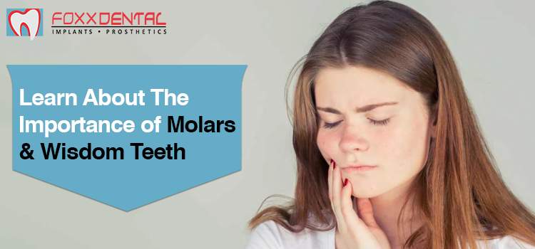 Learn-About-The-Importance-of-Molars-Wisdom-Teeth.jpg